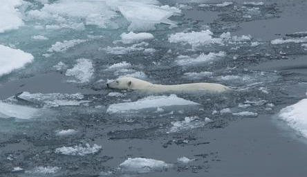 polar bear trying to stay alive