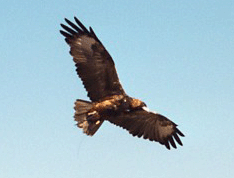 flying eagle