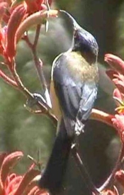 eastern spinebill