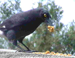 kurrawong